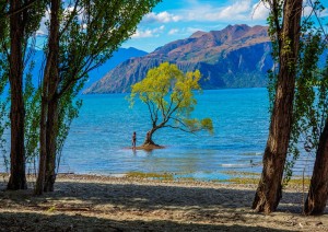 Queenstown – Fox Glacier – Franz Josef (355 Km).jpg