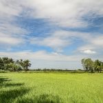 L'immagine tipica del Vietnam: le risaie a Ben Tre