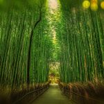 Arashiyama [Foto di Walkerssk da Pixabay]