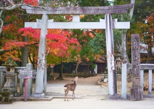 Kyoto – Nara - Kyoto.jpg