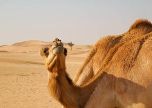 Tour Guidato Nel Deserto.jpg