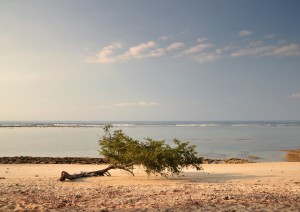 Ubud - Gili Meno.jpg