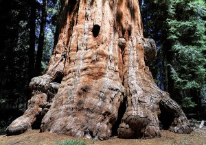 Yosemite - Sequoia National Park.jpg