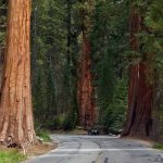 Sequoia National Park -  Foto di Brigitte Werner da Pixabay
