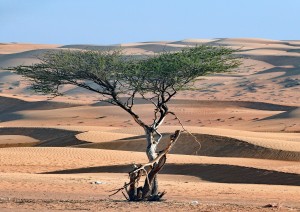 Sur-wadi Bani Khalid-deserto (8h).jpg