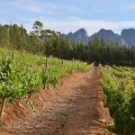 I vigneti nei dintorni di Cape Town, per cui il Sudafrica è famoso