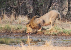 18 Giugno - Pilanesberg National Park.jpg