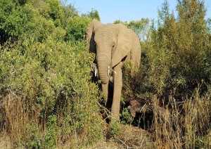 17 Giugno - Pilanesberg National Park.jpg