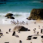 La colonia di pinguini di Boulders Beach