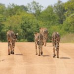 Il Pilanesberg ospita tutti i Big Five