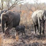 Il Pilanesberg ospita tutti i Big Five