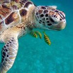 Snorkling maldive