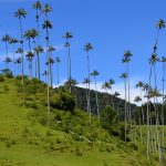 Valle de Cocora [Foto di Nitovic da Pixabay]