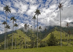 Valle De Cocora.jpg