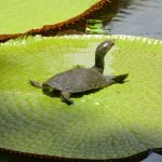 Pamplemousse Garden, il giardino botanico di Mauritius