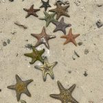 Stelle marine