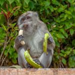 Macaco alle Mauritius