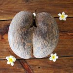 Il Coco de Mer, la tipica noce di cocco delle Seychelles