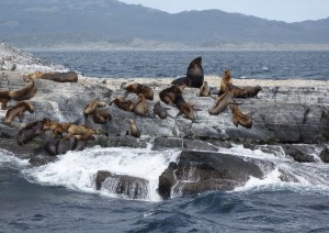 Ushuaia (navigazione Canale Beagle).jpg