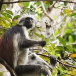 Scimmia a Zanzibar