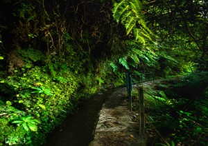 Madeira (volo) Italia.jpg