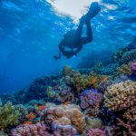 Il tratto del Mar Rosso in Arabia Saudita è ancora vergine e consente emozionanti immersioni e ricco snorkeling - Saudi Tourism Authority
