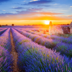 Campo di lavanda