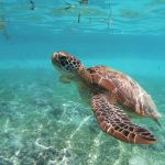 Snorkeling con tartarughe!