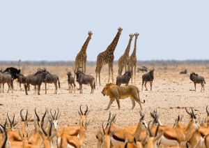 Etosha National Park.jpg