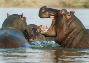 Etosha National Park.jpg