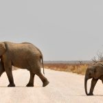 Incontri al parco Etosha