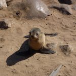 Le simpatiche otarie di Cape Cross