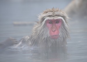 Yudanaka Onsen.jpg