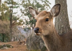 Kyoto - Nara - Kyoto.jpg