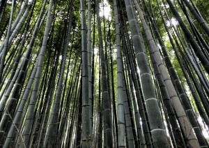 Kyoto - Arashiyama - Kyoto.jpg