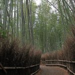 La foresta di Bambù, poco fuori Kyoto