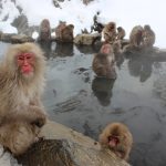 Le simpatiche scimmie delle nevi di Jigokudani