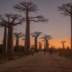 Baobab Madagascar [Foto di Noah Grossenbacher su Unsplash]