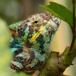 Fauna tropicale [Foto di Michael Büchi su Unsplash]