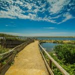 La riserva di Abbotsbury Swannery, Dorset