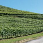 Una vigna nella zona di Barolo