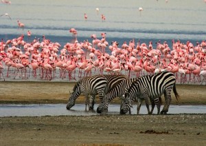 Ngorongoro Conservation Area 21/01/2025.jpg
