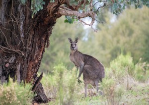 Adelaide - Kangaroo Island - Adelaide.jpg