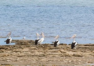 Coorong - Beachport (2h 20' - 227km) - Mount Gambier [1h - 86 Km).jpg