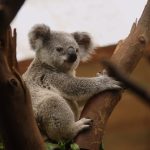 Koala [Image by Annick Vanblaere from Pixabay]