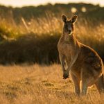 Kangaroo [Image by HUNG QUACH from Pixabay]