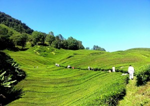 Kuala Lumpur – Cameron Highlands.jpg