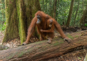 Bukit Lawang – Berastagi.jpg