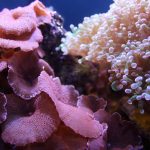 BARRIERA CORALLINA