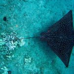 BARRIERA CORALLINA